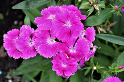 Floral Lace Lilac Pinks (Dianthus 'Floral Lace Lilac') at Stonegate Gardens