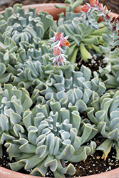Topsy Turvy Echeveria (Echeveria runyonii 'Topsy Turvy') at Lakeshore Garden Centres