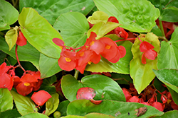 Canary Wings Begonia (Begonia 'Canary Wings') at Stonegate Gardens