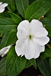 Magnum Clear White New Guinea Impatiens (Impatiens 'Magnum Clear White') at Stonegate Gardens