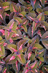 Main Street Sunset Boulevard Coleus (Solenostemon scutellarioides 'UF12-6-2') at Lakeshore Garden Centres