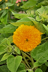 Teddy Bear Annual Sunflower (Helianthus annuus 'Teddy Bear') at Stonegate Gardens
