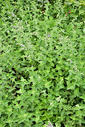 Spearmint (Mentha spicata) at Lakeshore Garden Centres