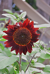 Shock-o-Lot Sunflower (Helianthus annuus 'Shock-o-Lat') at Stonegate Gardens