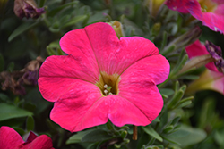 Hells Flamin' Rose Petunia (Petunia 'Wespeheflar') at Stonegate Gardens