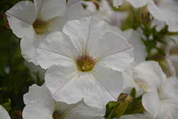 Sanguna White Vein Petunia (Petunia 'Sanguna White Vein') at Stonegate Gardens