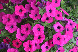 Dekko Purple Petunia (Petunia 'Dekko Purple') at Stonegate Gardens
