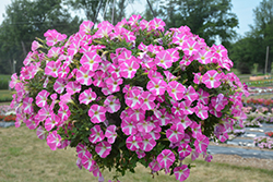 ColorWorks Pink Star Petunia (Petunia 'ColorWorks Pink Star') at Stonegate Gardens