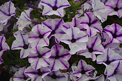 ColorWorks Blue Star Petunia (Petunia 'ColorWorks Blue Star') at Lakeshore Garden Centres