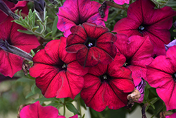 Sanguna Burgundy Petunia (Petunia 'Sanguna Burgundy') at Lakeshore Garden Centres