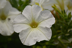 Perfectunia White Petunia (Petunia 'Perfectunia White') at Stonegate Gardens
