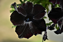 Crazytunia Black Mamba Petunia (Petunia 'Crazytunia Black Mamba') at Stonegate Gardens