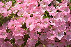Sanguna Sweet Pink Petunia (Petunia 'Sanguna Sweet Pink') at Stonegate Gardens