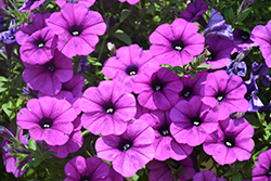 Sanguna Deep Lavender Vein Petunia (Petunia 'Sanguna Deep Lavender Vein') at Lakeshore Garden Centres