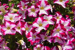 ColorWorks Ruby Star Petunia (Petunia 'ColorWorks Ruby Star') at Stonegate Gardens