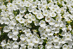 Supertunia White Charm Petunia (Petunia 'Supertunia White Charm') at Stonegate Gardens