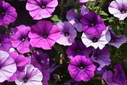 ColorWorks Violet Bouquet Petunia (Petunia 'ColorWorks Violet Bouquet') at Stonegate Gardens