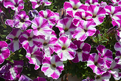 ColorWorks Violet Star Petunia (Petunia 'ColorWorks Violet Star') at Stonegate Gardens