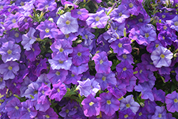 Sanguna Light Blue Petunia (Petunia 'Sanguna Light Blue') at Lakeshore Garden Centres