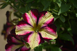 Crazytunia Pulse Petunia (Petunia 'Crazytunia Pulse') at Stonegate Gardens