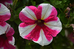 Sweetunia Pink Touch Petunia (Petunia 'Sweetunia Pink Touch') at Stonegate Gardens