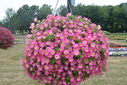 Supertunia Daybreak Charm Petunia (Petunia 'USTUN69002') at Lakeshore Garden Centres