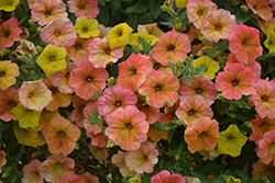 Cascadias Indian Summer Petunia (Petunia 'Cascadias Indian Summer') at Stonegate Gardens