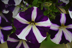 Amore Purple Petunia (Petunia 'Amore Purple') at Lakeshore Garden Centres