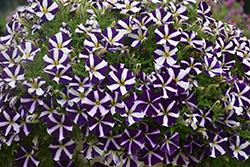 Amore Purple Petunia (Petunia 'Amore Purple') at Stonegate Gardens