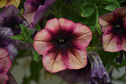 Cascadias Autumn Mystery Petunia (Petunia 'Cascadias Autumn Mystery') at Lakeshore Garden Centres