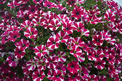 Cascadias Bicolor Cabernet Petunia (Petunia 'Cascadias Bicolor Cabernet') at Stonegate Gardens