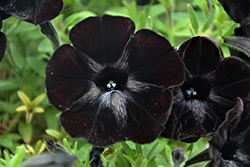 Sweetunia Black Satin Petunia (Petunia 'Sweetunia Black Satin') at Stonegate Gardens