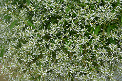Diamond Frost Euphorbia (Euphorbia 'INNEUPHDIA') at Stonegate Gardens