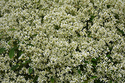 Stardust Super Flash Euphorbia (Euphorbia 'Stardust Super Flash') at Lakeshore Garden Centres