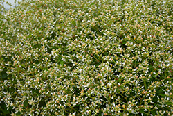Graceful Spurge (Euphorbia hypericifolia) at Stonegate Gardens