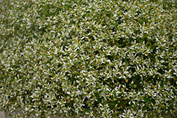Stardust White Sparkle Euphorbia (Euphorbia 'Stardust White Sparkle') at Stonegate Gardens