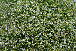 Diamond Mountain Euphorbia (Euphorbia 'Diamond Mountain') at Stonegate Gardens