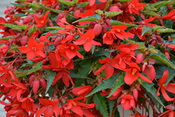 Bossa Nova Red Shades Begonia (Begonia boliviensis 'Bossa Nova Red Shades') at Stonegate Gardens