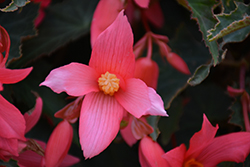 Bossa Nova Pink Glow Begonia (Begonia boliviensis 'Bossa Nova Pink Glow') at Stonegate Gardens