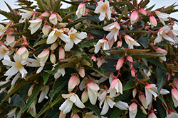 Bossa Nova Pure White Begonia (Begonia boliviensis 'Bossa Nova Pure White') at Stonegate Gardens