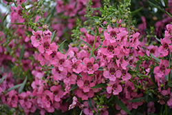 Angelface Cascade Pink Angelonia (Angelonia angustifolia 'ANCASPI') at Stonegate Gardens