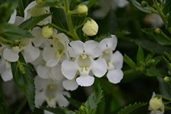 Angelface Cascade White Angelonia (Angelonia angustifolia 'ANCASWHI') at Stonegate Gardens