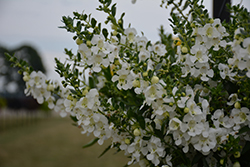 Angelface Cascade White Angelonia (Angelonia angustifolia 'ANCASWHI') at Stonegate Gardens