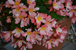 Waterfall Angel Soft Pink Begonia (Begonia boliviensis 'Angel Soft Pink') at Lakeshore Garden Centres