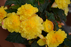 Nonstop Yellow with Red Back Begonia (Begonia 'Nonstop Yellow with Red Back') at Stonegate Gardens