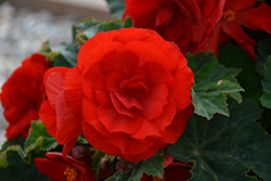 Nonstop Deep Red Begonia (Begonia 'Nonstop Deep Red') at The Mustard Seed