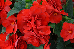 Nonstop Deep Red Begonia (Begonia 'Nonstop Deep Red') at The Mustard Seed