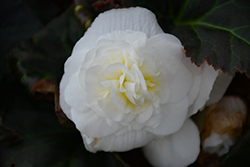 Nonstop Mocca White Begonia (Begonia 'Nonstop Mocca White') at Stonegate Gardens