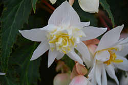 Funky White Begonia (Begonia 'Funky White') at Stonegate Gardens
