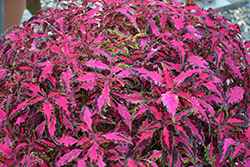 Stained Glassworks Luminesce Coleus (Solenostemon scutellarioides 'Luminesce') at Lakeshore Garden Centres